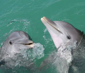 Helende Composities Spray Dolfijnen